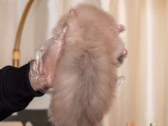 -小猫来了·猫舍(红山六九七九店)