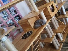 -喵匠猫主题咖啡(凯德和平广场店)