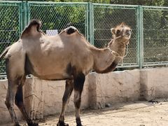-鄂尔多斯野生动物园