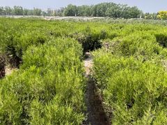 -亲兄弟真人CS团建拓展基地