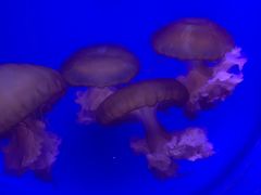 -芜湖新华联大白鲸海洋公园