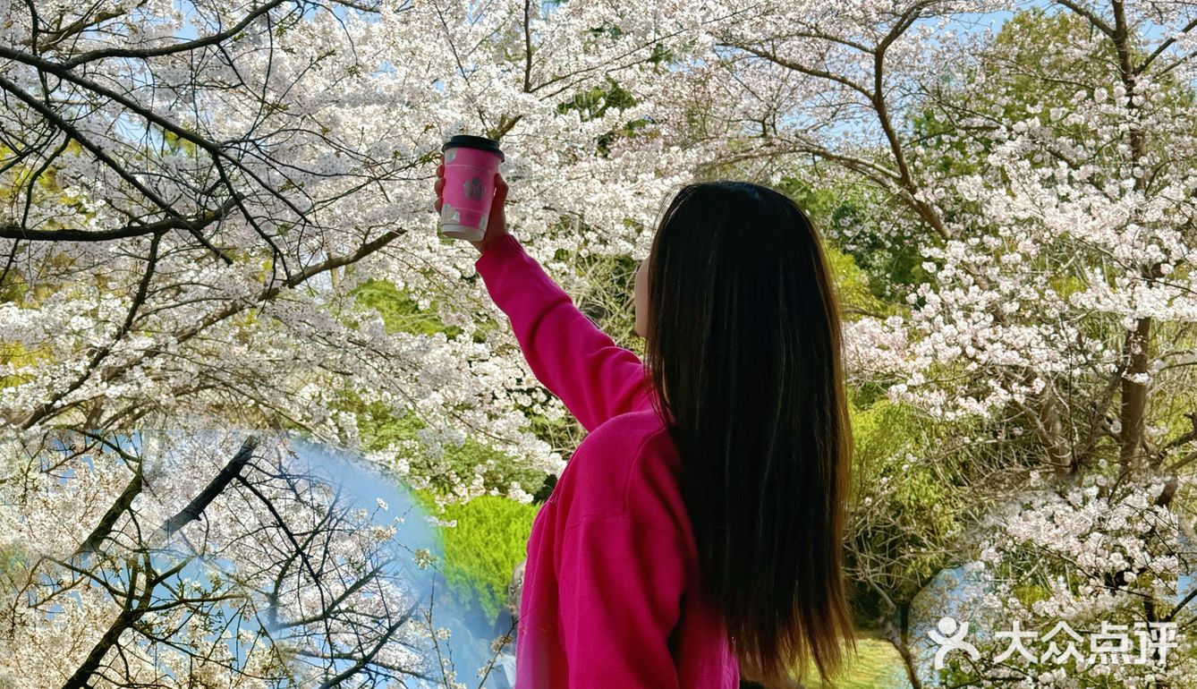 周末来青龙寺拍照竟然偶遇了“爷爷不泡茶”摊位！