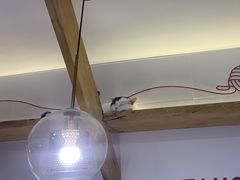 -喵园·猫主题咖啡厅·撸猫·猫咖(国贸店)