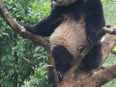 -都江堰中华大熊猫苑