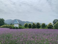 -曲江薰衣草庄园