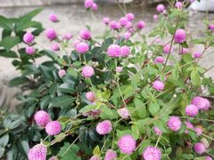 -杭州西湖风景名胜区-满觉陇四眼井
