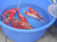 -华声天桥民俗文化园