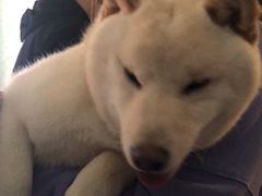 -喜柴咖啡·柴犬狗咖