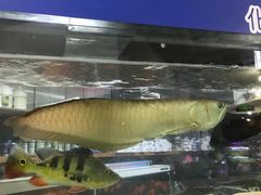 -双季花艺园艺市场(浦东店)