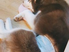 -Husky Go! 哈士奇体验馆·宠物咖啡厅狗咖