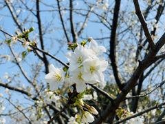 -顾村公园
