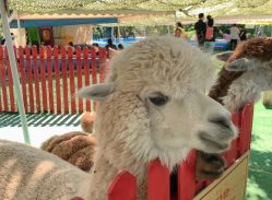 点击看大图 -萌宠亲子动物乐园(槐房万达店)