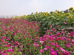 -映月湖中央公园