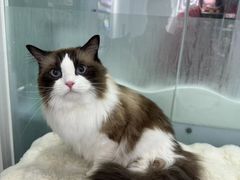 -爱洗澡的猫(望京店)