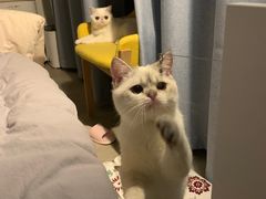 -猫大福·Fortune Cat猫舍(百子湾店)