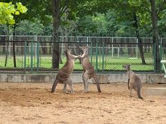 -秦皇岛野生动物园