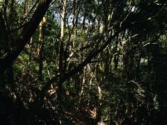 -深圳仙湖植物园