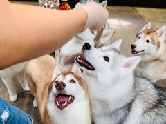 -TrueLove @ Neverland (Husky Cafe)