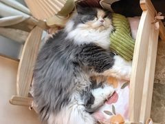 -Catmate·猫肥家润(金润铂宫店)