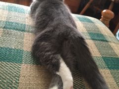 -Oh My Dog宠物沙龙(伊珊娜皮毛护理店)