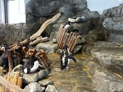 -大阪海游馆