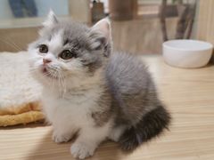 -屋虎猫馆(宝安大仟里店)