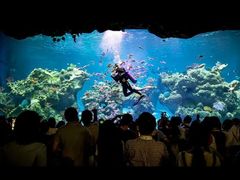 -芜湖新华联大白鲸海洋公园