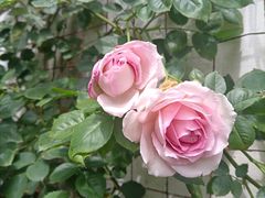 -小雅青年旅舍(平江路店)