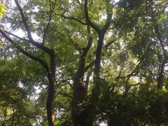 -绮园景区