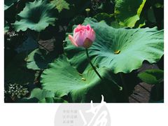 -荷塘月色湿地公园·向阳花洲