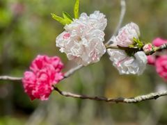 -上海市龙华烈士陵园