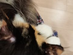 -Bastet sally猫舍购宠(静安店)
