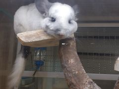 -藦茜花园宠物主题亲子互动体验馆(国顺东路店)