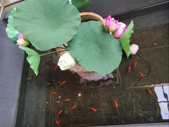 -单家老院·院子里的青岛菜(沙子口店)