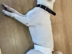 -南京Hallo宠物乐园·哈罗犬舍·柴犬繁育基地