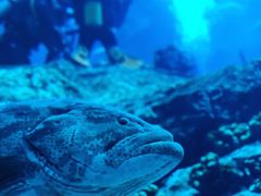 -迪拜水族馆及水下动物园