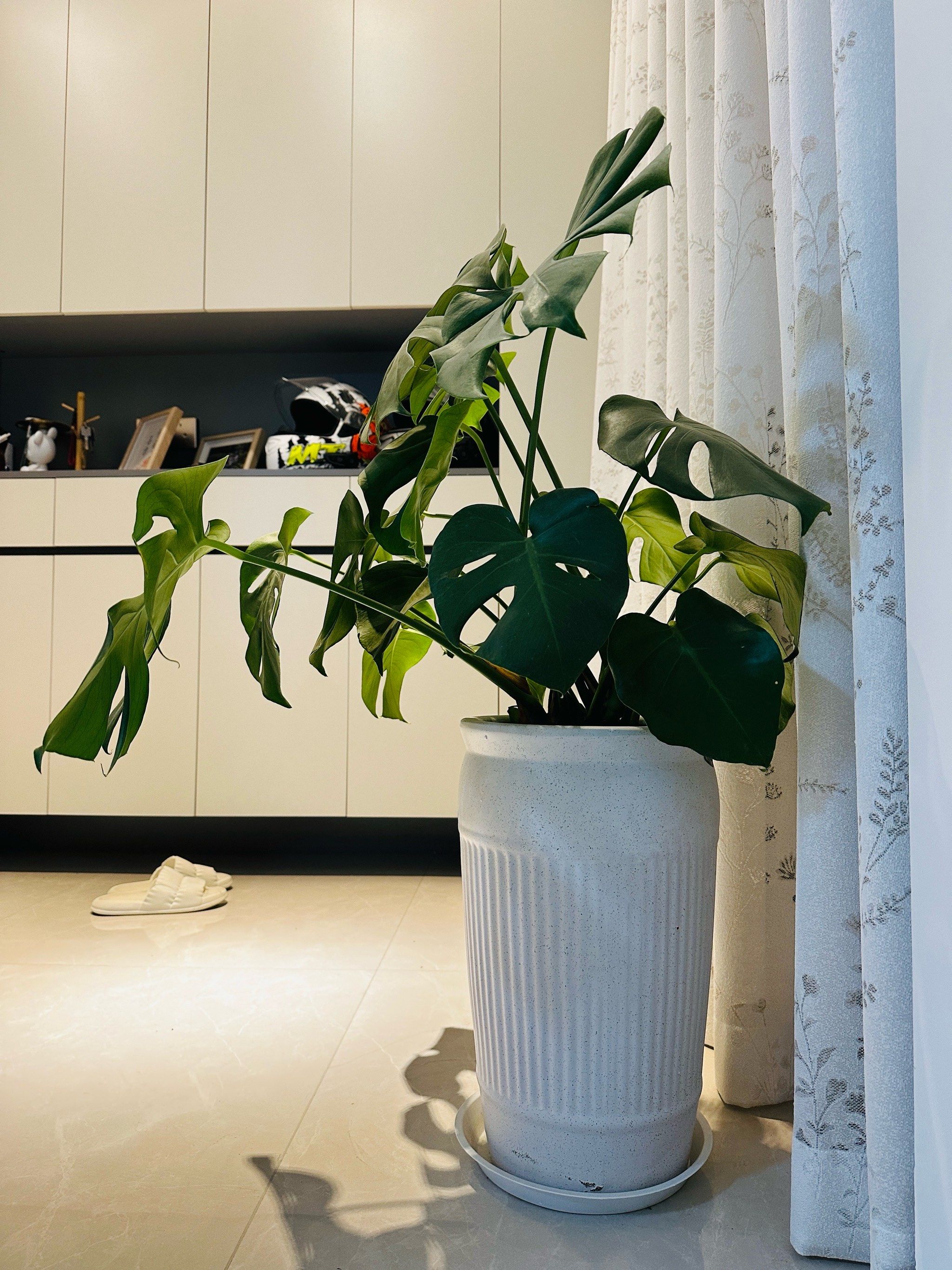 植物向光性的完美诠释