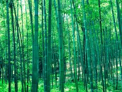 -终南山国家森林公园