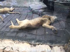 -贵州森林野生动物园