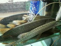 -煲来饱去冷水鱼