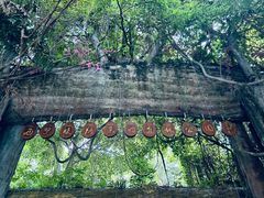 -西双版纳原始森林公园