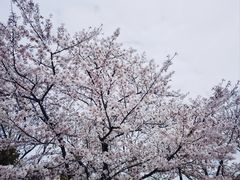 -顾村公园