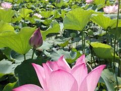 -福建鲤鱼洲酒店