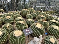 -深圳仙湖植物园