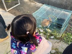 -喜杨洋草莓采摘园