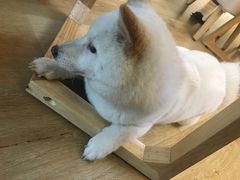 -柴犬小屋·柴餐厅·狗咖食堂(金鼎广场店)