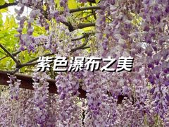 -嘉定紫藤园