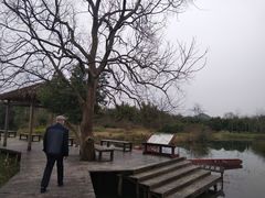 -会仙湿地
