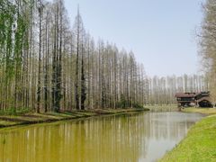 -黄海国家森林公园