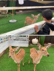 -小蜜蜂农场(凯德七宝购物广场店)